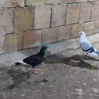 جوجه قره سیا گم شده