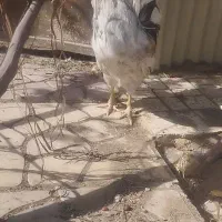 مرغ و خروس گلین اصل|حیوانات مزرعه|مشهد, شهید شهریاری|دیوار