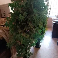 درخت مصنوعی ارتفاع ۱۹۰|گل مصنوعی|شیراز, شهرک گلستان|دیوار