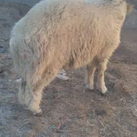 یک راس بره نر شهرستان بافت کیلویی ۴۰۰