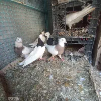 کبوتر طوقی ،یهودی ،افغان و طوطی برزیلی|پرنده|پاکدشت, خاتون آباد|دیوار