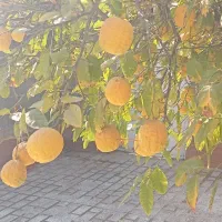 فروش بالنگ ارگانیک