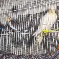 جفت عروس هلندی