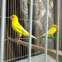 قناری یلو فاکتور