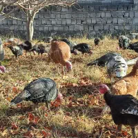 بوقلمون طبیعی|حیوانات مزرعه|مشگین شهر, |دیوار