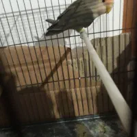 طوطی برزیلی نر