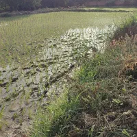 برنج بی نام