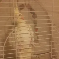 ماده آماده|پرنده|رشت, پیرکلاچای|دیوار