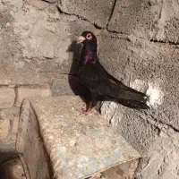 نر کلاغ سیستان گردن کلفت|پرنده|بردسیر, |دیوار