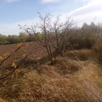 هرس|خدمات باغبانی و درختکاری|سراب, |دیوار