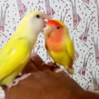 کوتوله های برزیلی خوشگل