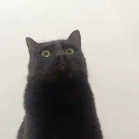 گربه واگذاری مشکی