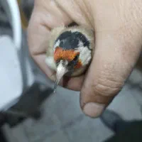 پرنده|پرنده|تویسرکان, |دیوار