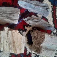 فسیل درخت