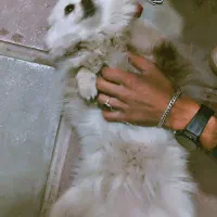 سگ پامریین|سگ|یزد, |دیوار