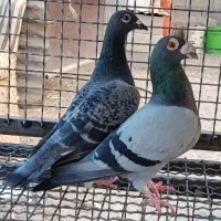 کفتر مسافتی|پرنده|شیراز, بید زرد|دیوار