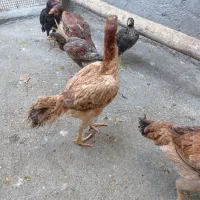 لاری|حیوانات مزرعه|صحنه, |دیوار