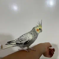 عروس هلندی نر به همراه قفس