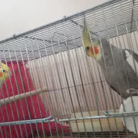 عروس مولد به شرط میدم|پرنده|اصفهان, شهرک کاوه|دیوار