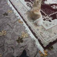 سگ پامر روباهی