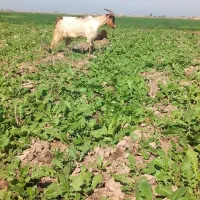 بز ماده ابستن