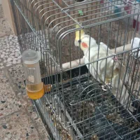 عروس هلندی نر با قفس