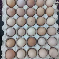 فروش تخم مرغ محلی