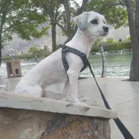 واگذاری ب شرط مراقبت درست