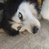 هاسکی اصیل|سگ|مشهد, طبرسی شمالی|دیوار