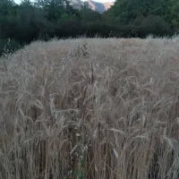 امید بانک