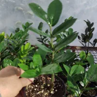 گل زامیفولیا زامفولیا زیر قیمت|گل و گیاه طبیعی|بابل, |دیوار