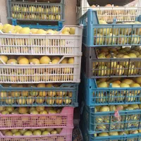 فروش گلابی شیروان|خوردنی و آشامیدنی|مشهد, شهید علی محمدی|دیوار