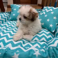 شیتزو فلت|سگ|رشت, رودباری|دیوار