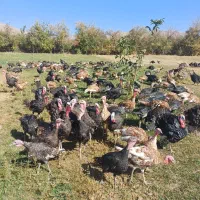 بوقلمون|حیوانات مزرعه|ترکمانچای, |دیوار