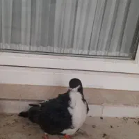 کفتر  صید پرشی کبوتر|پرنده|مشهد, امیریه|دیوار