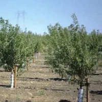 توزیع نهال بادام یکساله به قیمت ۵۰ هزار تومان