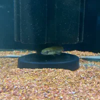 چانا یلومارو ۶سانت