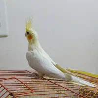 عروس هلندی چهار ماهه