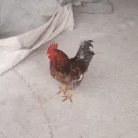 خروس زیبا