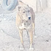 سگ نگهبان|سگ|بیرجند, |دیوار