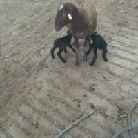 میش دوقولو زا شکم اول قزل افشار همو