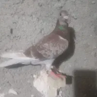 غوره خشکل پلاکی