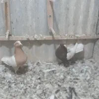 نروماده کمر زردوسرخ