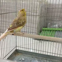 قناری ماده
