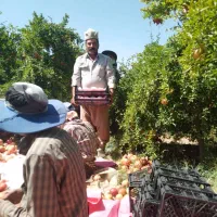 کارگر گروهی