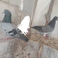 جفت پرشی عالی
