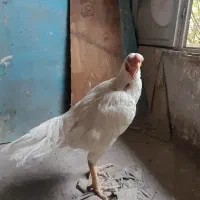 تخم مرغ لاری