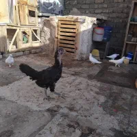 مرغ خروس لاری اصل سالم جوان|حیوانات مزرعه|قم, دورشهر|دیوار