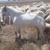 بز گوسفند بره