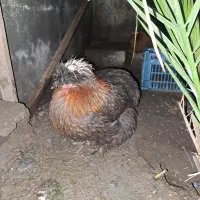 6عدد مرغ|حیوانات مزرعه|تنکابن, |دیوار